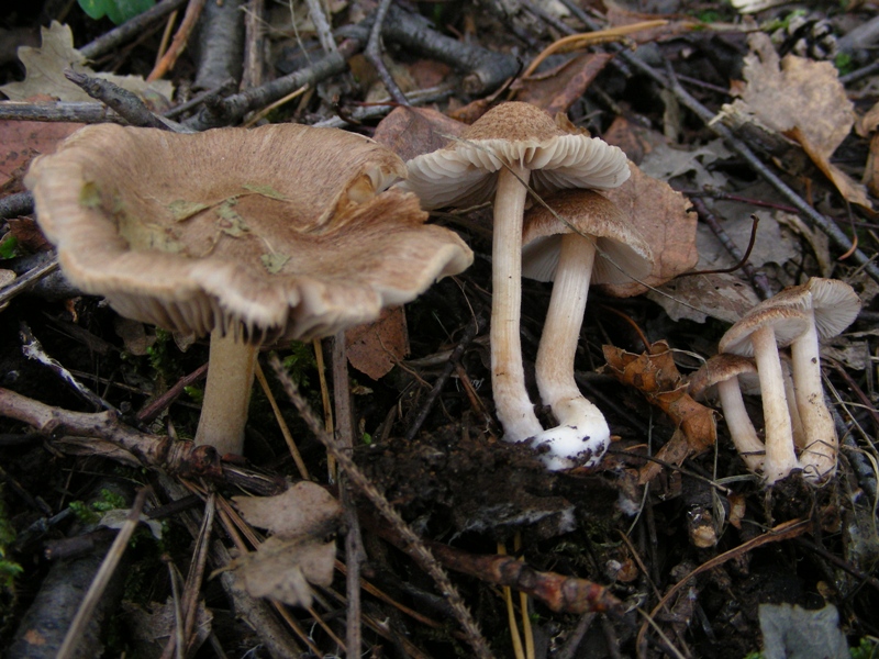 Escursione in bosco misto collinare